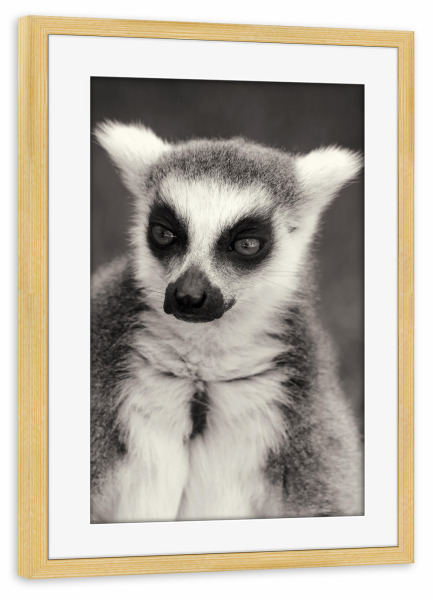 Poster mit Rahmen kiefer "Katta Lemure schwarz-weiß" artboxONE - Für Kinder,Tiere,Schwarzweiß,Lustig