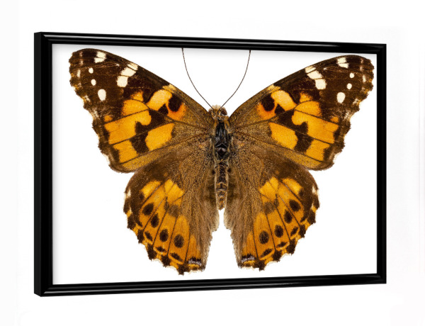 Poster mit schwarzem Rahmen "Schmetterlingsart Vanessa cardui" artboxONE - Natur,Tiere
