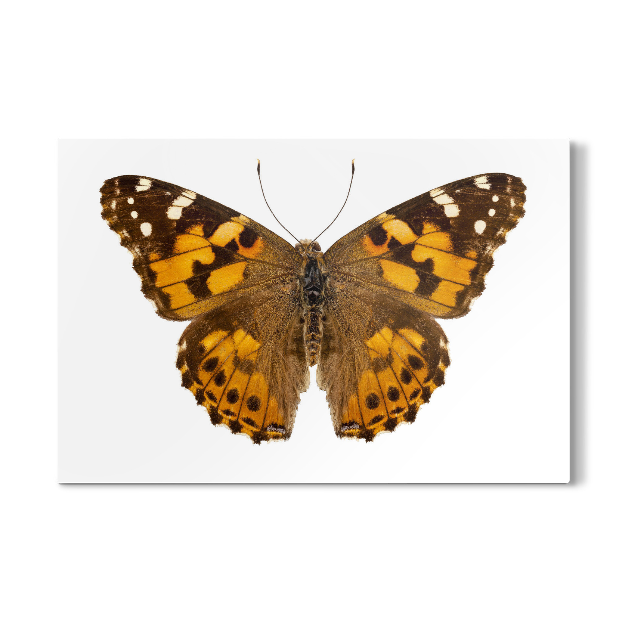 Galerie-Print "Schmetterlingsart Vanessa cardui" 30x20 cm artboxONE