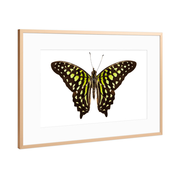 Poster mit Rahmen Kupfer "Schmetterlingsarten" artboxONE - Natur,Tiere - Insekt,Tiere,Hohe auflösung,Fotografie,Fliegen,Bunt,Natur,Schmetterling