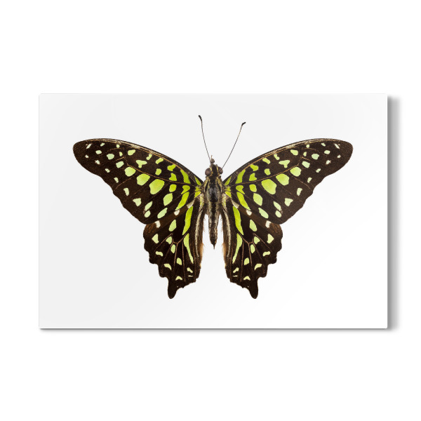 Galerie-Print "Schmetterlingsarten" 30x20 cm artboxONE