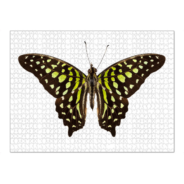 Puzzle Ravensburger "Schmetterlingsarten" artboxONE - Natur,Tiere - Insekt,Tiere,Hohe auflösung,Fotografie,Fliegen,Bunt,Natur,Schmetterling