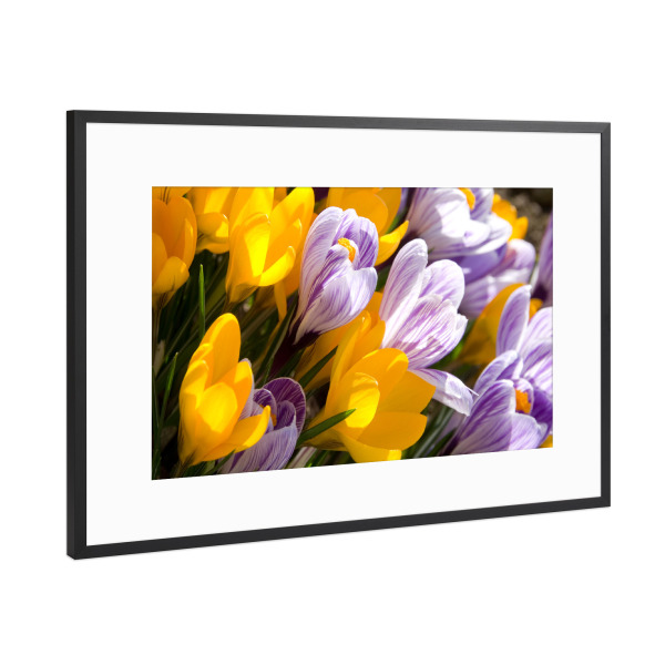Poster mit Rahmen Schwarz (Metallic) "Krokusse" artboxONE - Floral