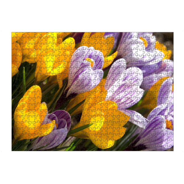 Puzzle Ravensburger "Krokusse" artboxONE - Floral