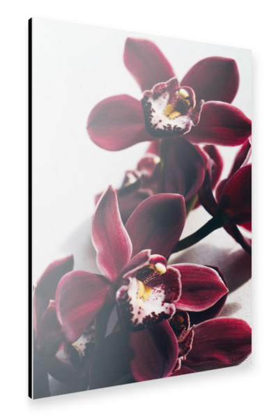 Alu-Dibond "Velvet Orchid" 30x20 cm artboxONE
