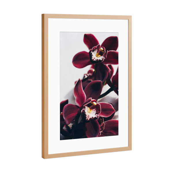 Poster mit Rahmen Kupfer "Velvet Orchid" artboxONE - Floral - Blumen,Orchidee,Feminin,Zart,Pflanze,Botanisch