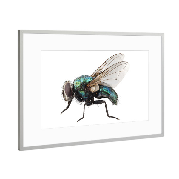 Poster mit Rahmen Silber "Schmeißfliegenart Lucilia caesar" artboxONE - Natur,Tiere - Insekt,Tiere,Hohe auflösung,Fliegen,Farbe,Bunt,Natur,Fliege
