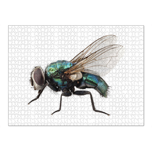 Puzzle Ravensburger "Schmeißfliegenart Lucilia caesar" artboxONE - Natur,Tiere - Insekt,Tiere,Hohe auflösung,Fliegen,Farbe,Bunt,Natur,Fliege