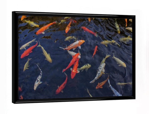 Poster mit schwarzem Rahmen "Koi-Karpfen-Treffen" artboxONE - Natur,Reise,Reise / Strand und Meer,Reise / Länder