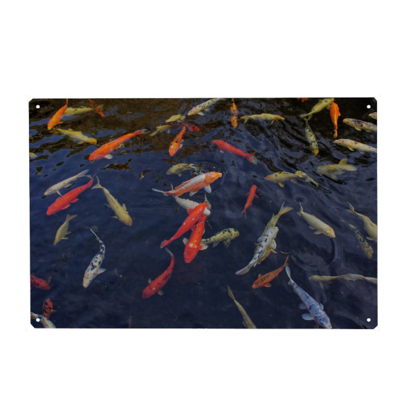 Holzbild "Koi-Karpfen-Treffen" artboxONE - Natur,Reise,Reise / Strand und Meer,Reise / Länder