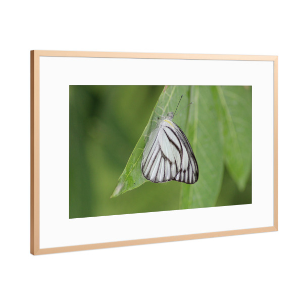 Poster mit Rahmen Kupfer "Schmetterling Makro Nahaufnahme" artboxONE - Natur,Tiere - Makro,Schmetterling,Tiere,Natur,Weißgrün,Flügel,Fotografie