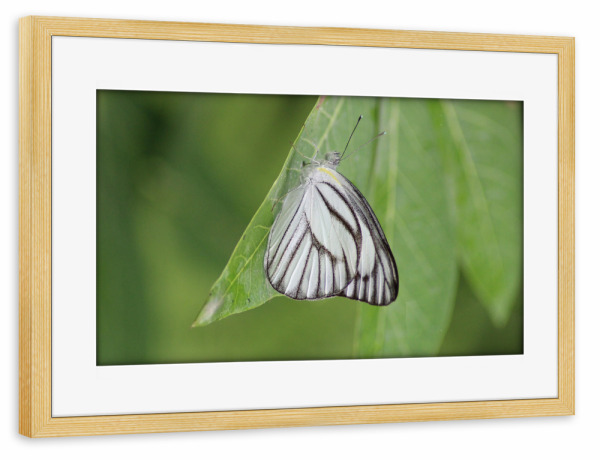 Poster mit Rahmen kiefer "Schmetterling Makro Nahaufnahme" artboxONE - Natur,Tiere - Makro,Schmetterling,Tiere,Natur,Weißgrün,Flügel,Fotografie