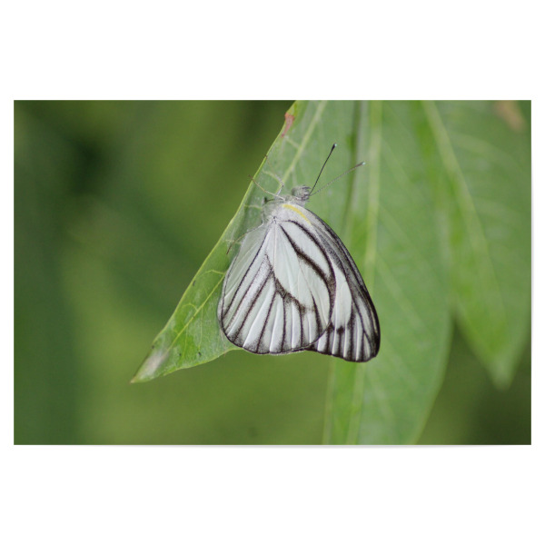 Poster "Schmetterling Makro Nahaufnahme" artboxONE - Natur,Tiere - Makro,Schmetterling,Tiere,Natur,Weißgrün,Flügel,Fotografie