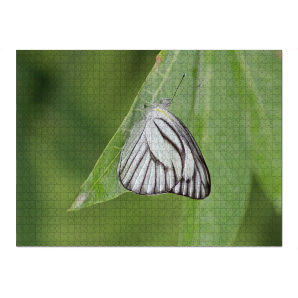 Puzzle Ravensburger "Schmetterling Makro Nahaufnahme" artboxONE - Natur,Tiere - Makro,Schmetterling,Tiere,Natur,Weißgrün,Flügel,Fotografie