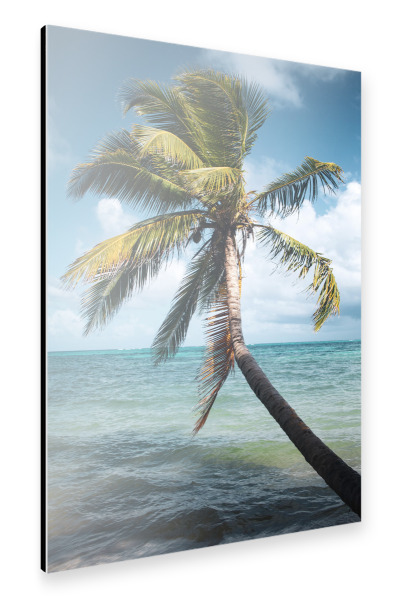 Alu-Dibond "Coconut Tree" 30x20 cm artboxONE