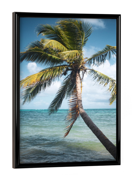 Poster mit schwarzem Rahmen "Coconut Tree" artboxONE - Natur,Reise,Reise / Strand und Meer,Reise / Länder