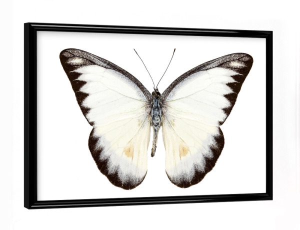 Poster mit schwarzem Rahmen "White butterfly species Appias" artboxONE - Natur,Tiere