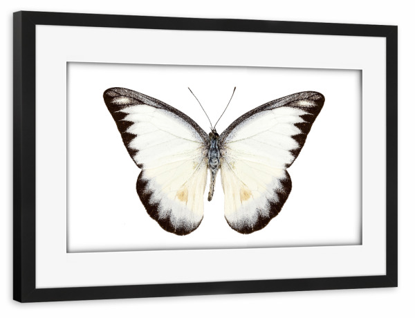Poster mit Rahmen schwarz "White butterfly species Appias" artboxONE - Natur,Tiere