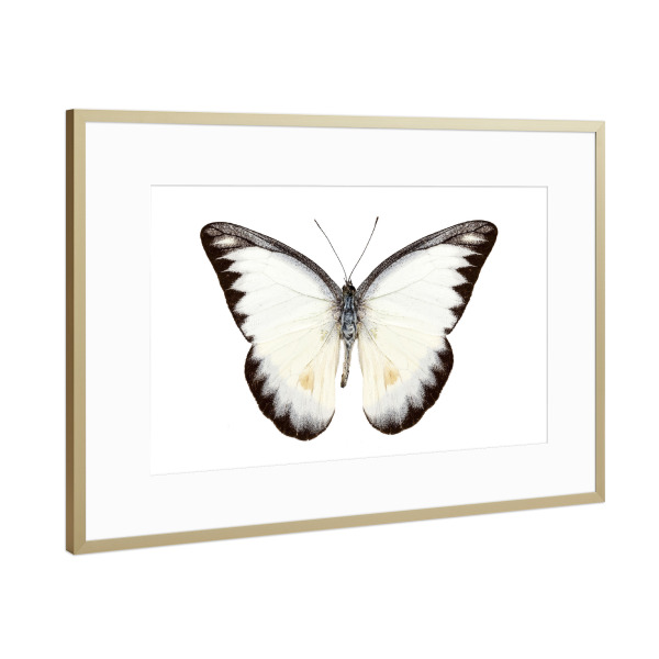 Poster mit Rahmen Gold "White butterfly species Appias" artboxONE - Natur,Tiere