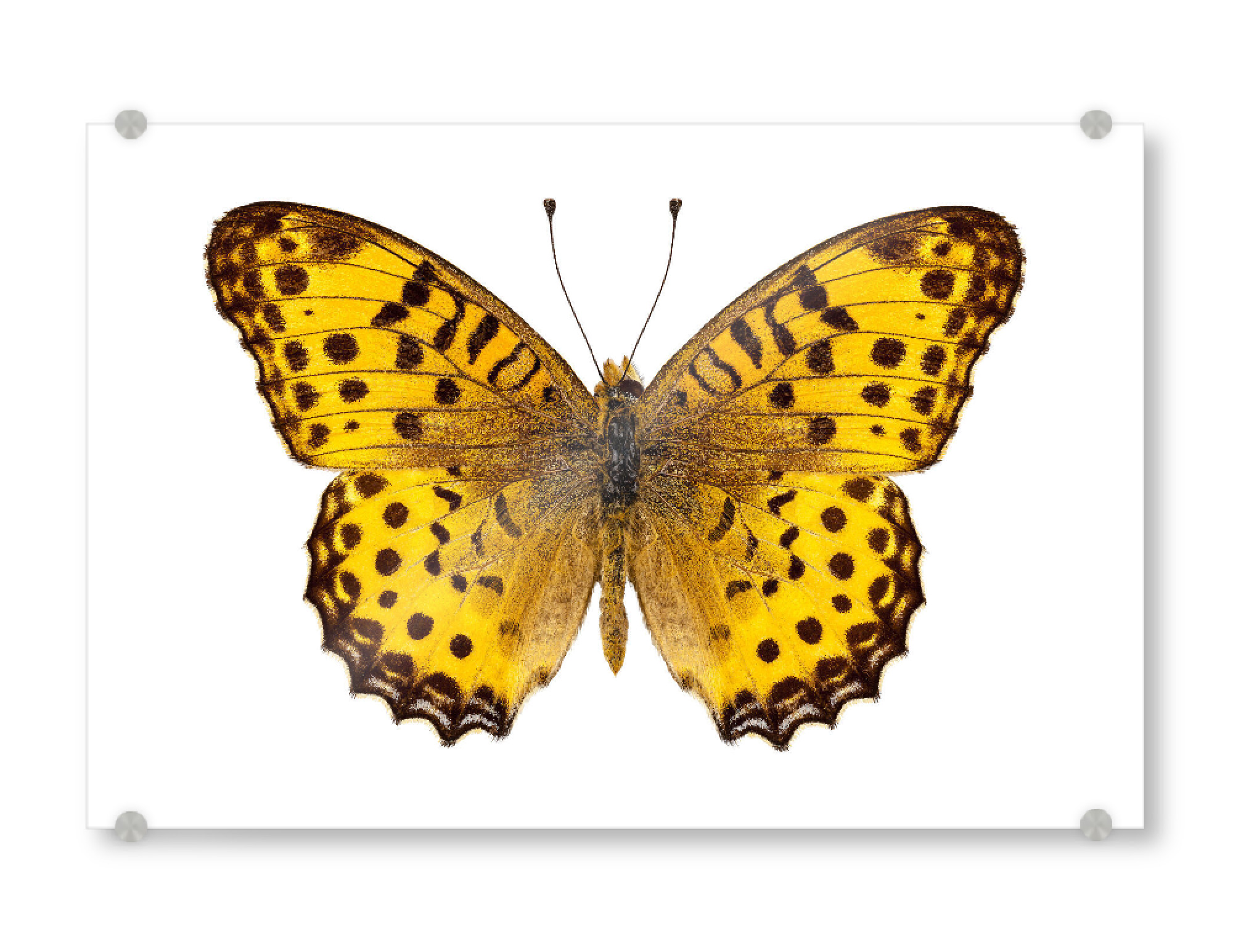 Acrylglasbild "Butterfly species Argynnis" artboxONE - Natur,Tiere - Insekt,Schmetterling,Tiere,Hohe auflösung,Fotografie,Fliegen,Bunt,Natur