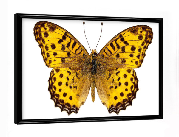 Poster mit schwarzem Rahmen "Butterfly species Argynnis" artboxONE - Natur,Tiere