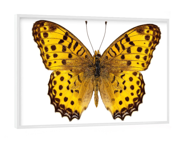 Poster mit weißem Rahmen "Butterfly species Argynnis" artboxONE - Natur,Tiere