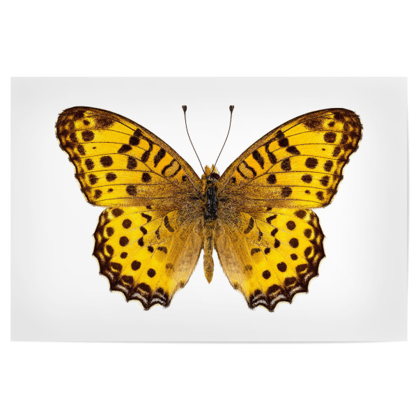 Poster 30x20 cm "Butterfly species Argynnis" artboxONE - Natur,Tiere - Insekt,Schmetterling,Tiere,Hohe auflösung,Fotografie,Fliegen,Bunt,Natur