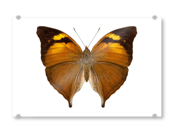 Acrylglasbild "Schmetterlingsart Doleschallia" artboxONE - Natur,Tiere - Insekt,Schmetterling,Tiere,Hohe auflösung,Fotografie,Fliegen,Bunt,Natur