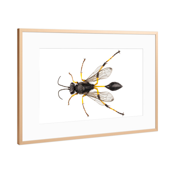 Poster mit Rahmen Kupfer "Sceliphron destillatorium" artboxONE - Natur,Tiere