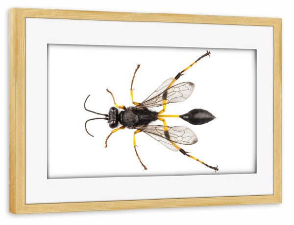 Poster mit Rahmen kiefer "Sceliphron destillatorium" artboxONE - Natur,Tiere