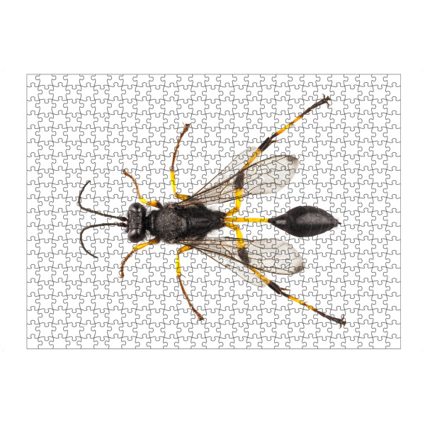 artboxONE Puzzle "Sceliphron destillatorium" artboxONE - Natur,Tiere
