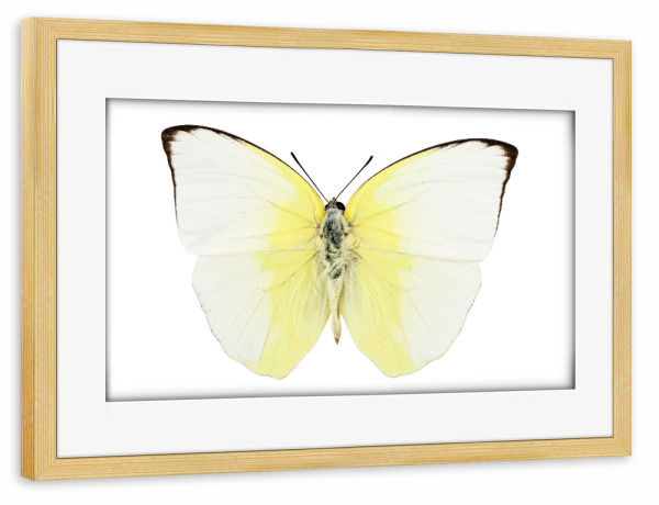 Poster mit Rahmen kiefer "Phoebis Statira" artboxONE - Natur,Tiere - Insekt,Schmetterling,Tiere,Hohe auflösung,Fotografie,Fliegen,Farbe,Bunt,Natur