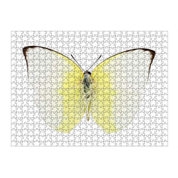 artboxONE Puzzle "Phoebis Statira" artboxONE - Natur,Tiere - Insekt,Schmetterling,Tiere,Hohe auflösung,Fotografie,Fliegen,Farbe,Bunt,Natur