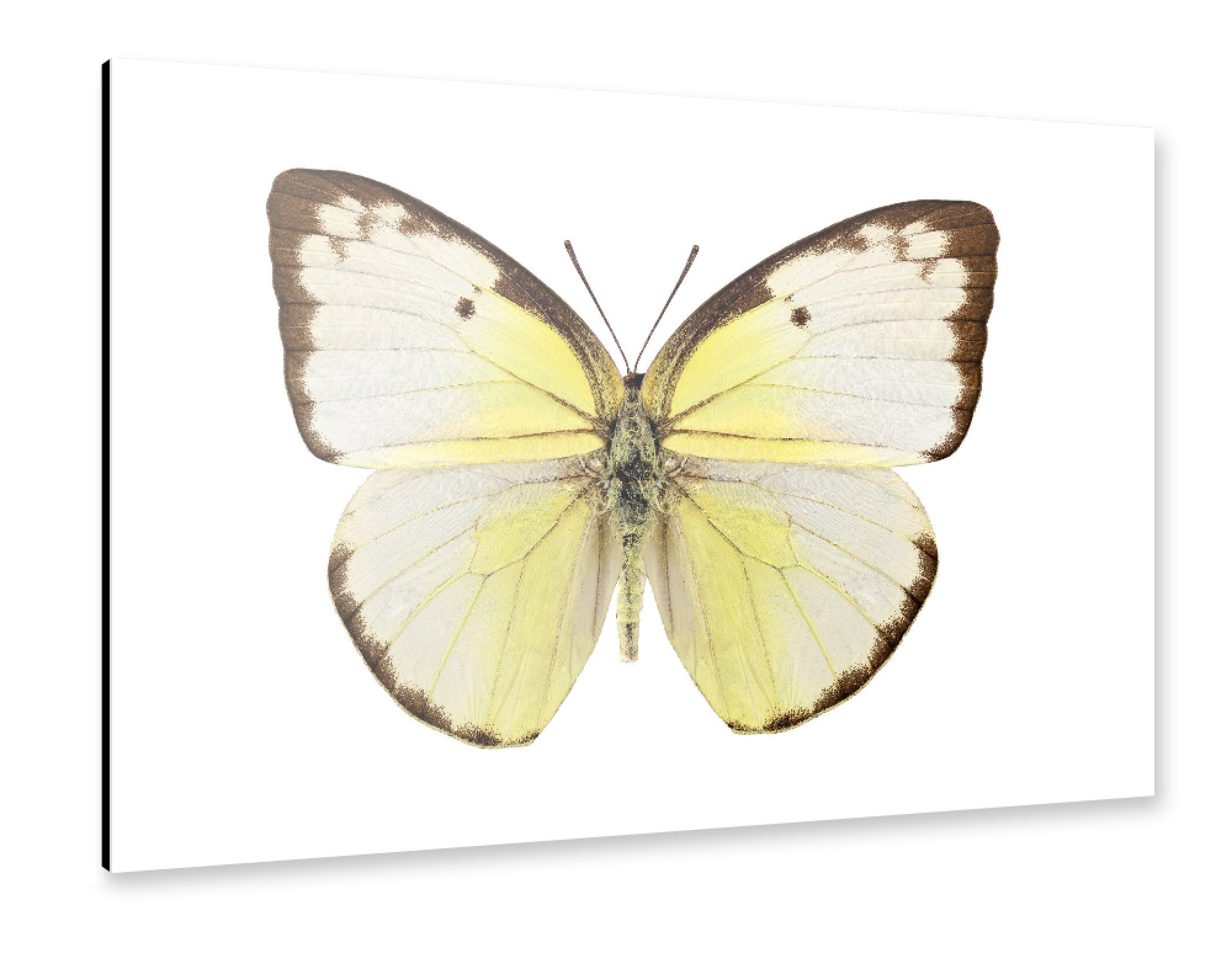 Alu-Dibond "Schmetterlingsart Catopsilia" 75x50 cm artboxONE