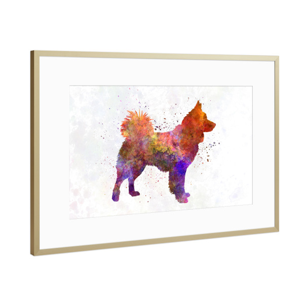 Poster mit Rahmen Gold "Icelandic Sheepdog in watercolor" artboxONE - Tiere,Abstrakt