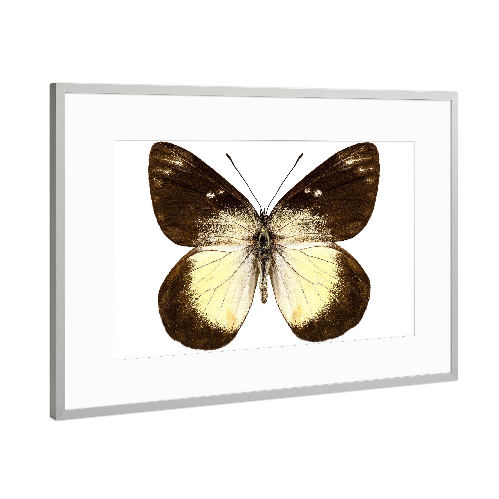 Poster mit Rahmen Silber "Butterfly species Delias" artboxONE - Natur,Tiere - Insekt,Schmetterling,Tiere,Hohe auflösung,Fotografie,Fliegen,Bunt,Natur