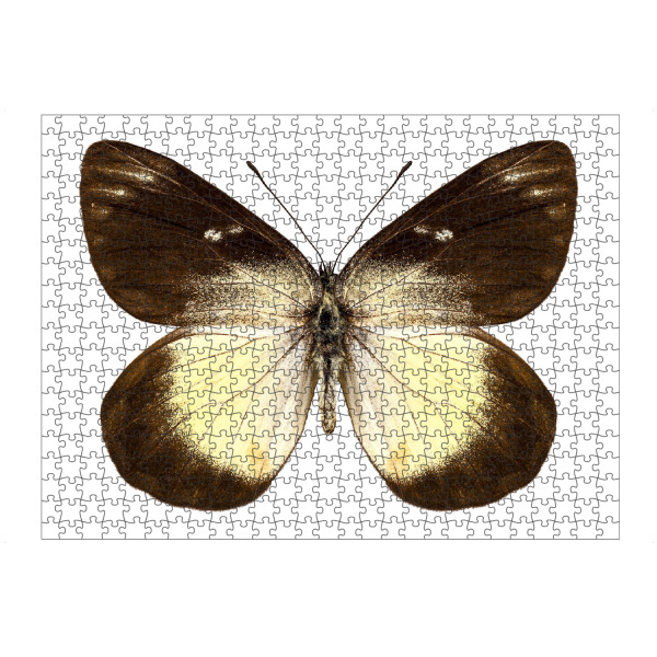 Puzzle Ravensburger "Butterfly species Delias" artboxONE - Natur,Tiere - Insekt,Schmetterling,Tiere,Hohe auflösung,Fotografie,Fliegen,Bunt,Natur