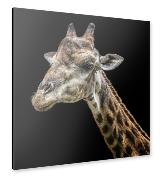 Alu-Dibond "Safari-Souvenir" 30x30 cm artboxONE