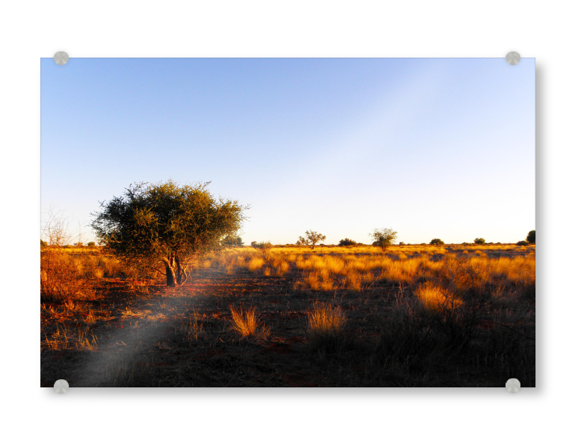 Acrylglasbild "Kalahari Trockensavanne" artboxONE - Natur,Reise,Reise / Afrika,Reise / Länder