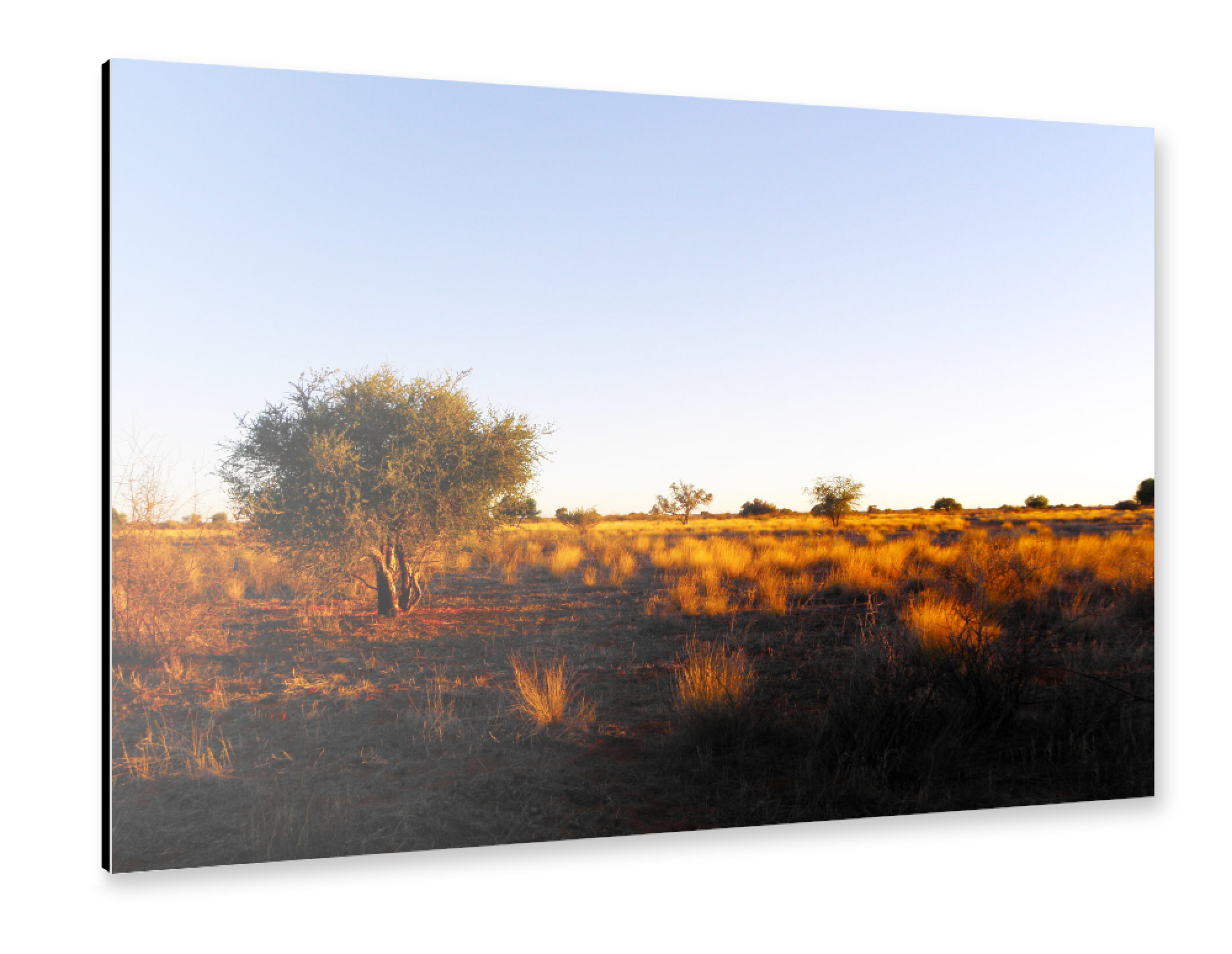 Alu-Dibond "Kalahari Trockensavanne" 75x50 cm artboxONE