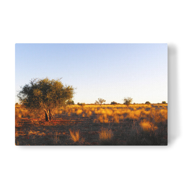 Leinwandbild "Kalahari Trockensavanne" artboxONE - Natur,Reise,Reise / Afrika,Reise / Länder
