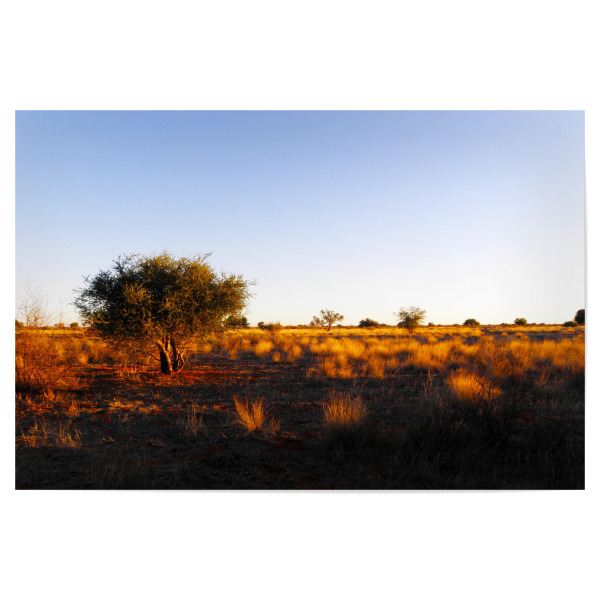 Poster "Kalahari Trockensavanne" artboxONE - Natur,Reise,Reise / Afrika,Reise / Länder