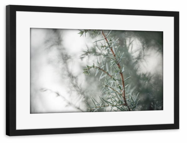 Poster mit Rahmen schwarz "Wacholder" artboxONE - Natur,Floral