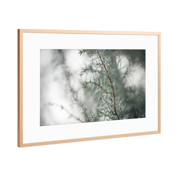 Poster mit Rahmen Kupfer "Wacholder" artboxONE - Natur,Floral
