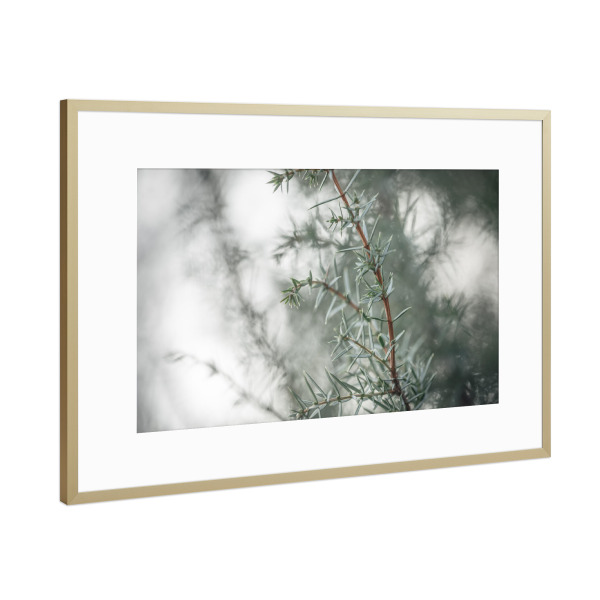 Poster mit Rahmen Gold "Wacholder" artboxONE - Natur,Floral