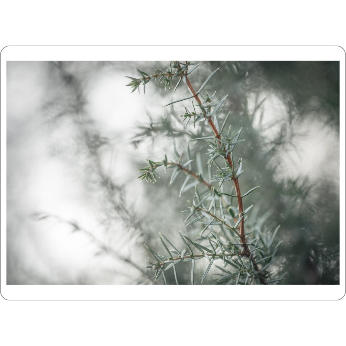 Tischset "Wacholder" artboxONE - Natur,Floral