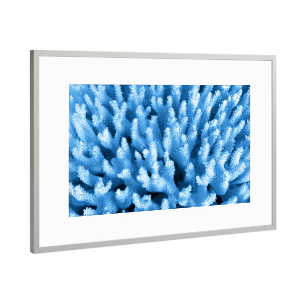 Poster mit Rahmen Silber "Blaue Korallen" artboxONE - Natur,Reise,Reise / Strand und Meer,Reise / Länder