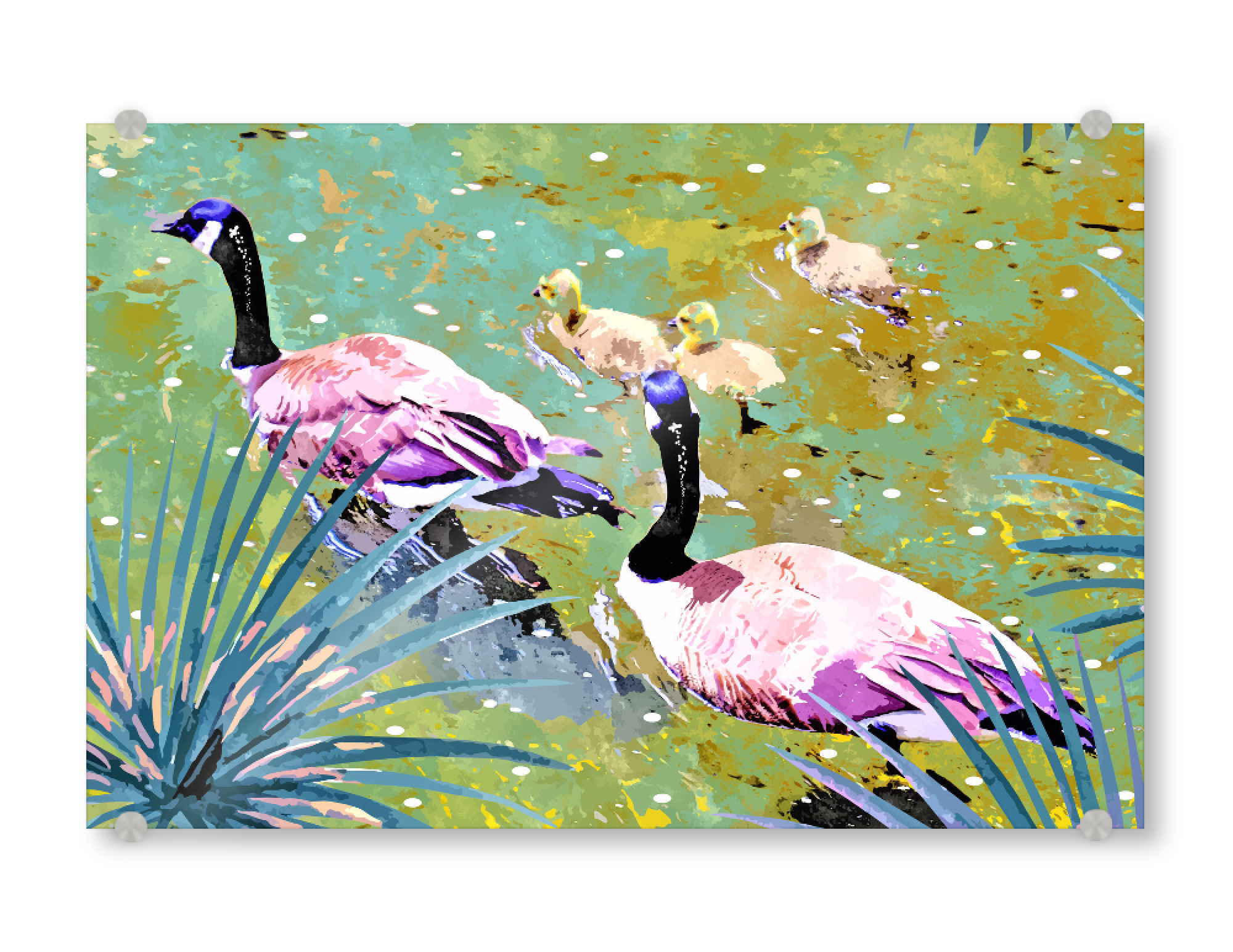 Acrylglasbild "Sei wie Enten in einem Teich" artboxONE - Tiere
