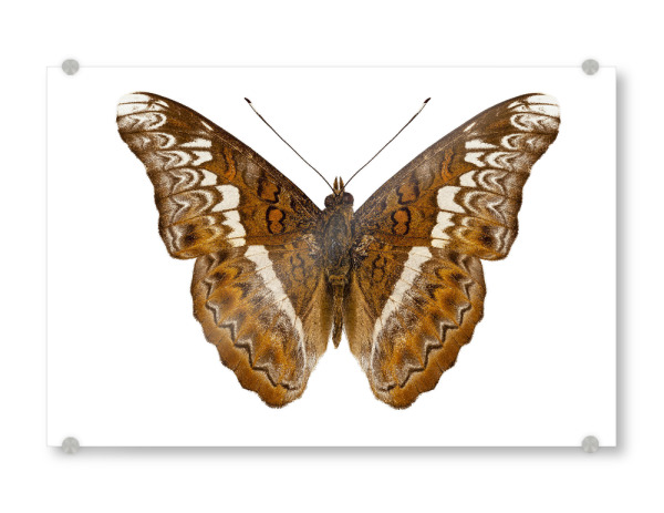 Acrylglasbild "Admiral-Limoniten-Schmetterling" artboxONE - Natur,Tiere - Insekt,Schmetterling,Tiere,Hohe auflösung,Fotografie,Fliegen,Bunt,Natur