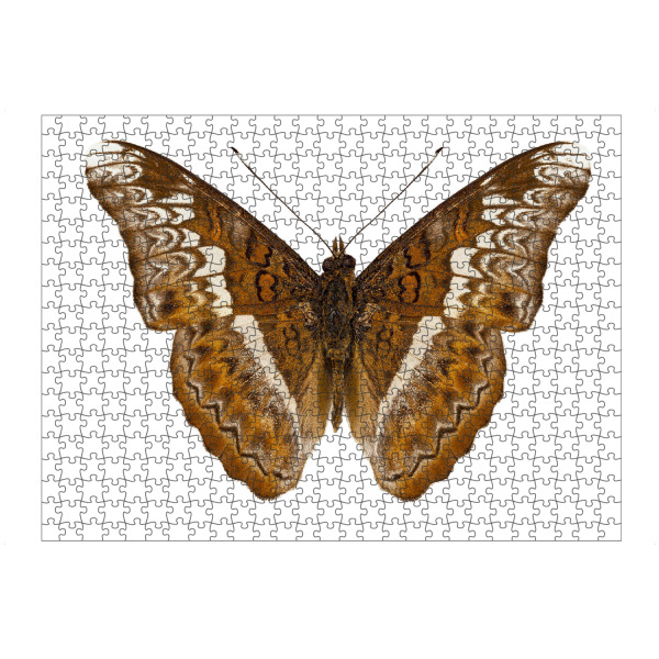 artboxONE Puzzle "Admiral-Limoniten-Schmetterling" artboxONE - Natur,Tiere